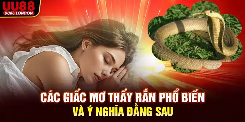 Các loại giấc mơ thấy rắn phổ biến và ý nghĩa đằng sau