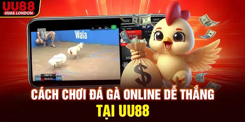 Cách chơi đá gà online dễ thắng tại UU88