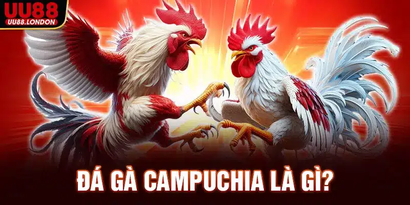 da-ga-campuchia-la-gi_11zon