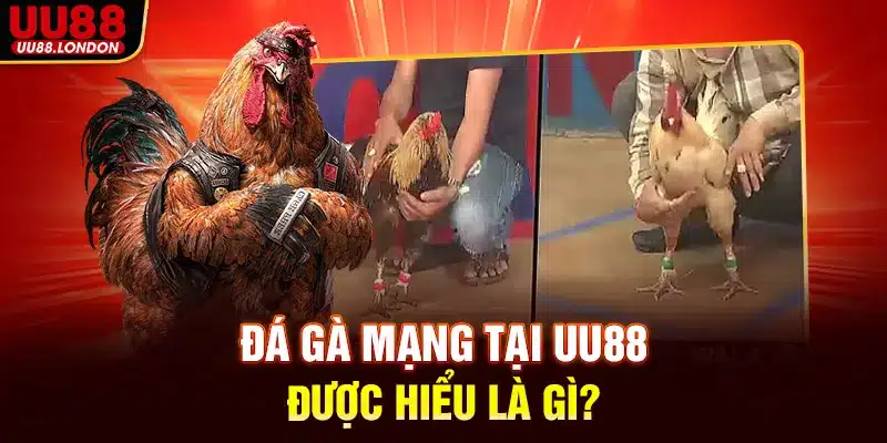Đá gà mạng tại UU88 được hiểu là gì?