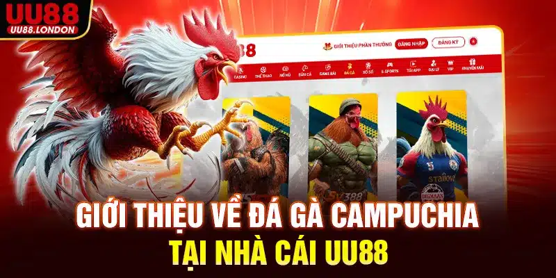 Giới thiệu về đá gà Campuchia tại nhà cái UU88