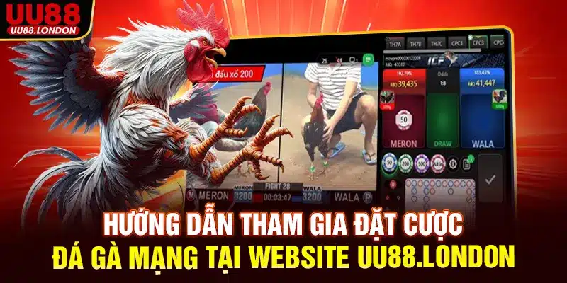 Hướng dẫn tham gia đặt cược đá gà mạng tại website UU88.london