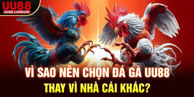 Vì sao nên chọn Đá gà UU88 thay vì nhà cái khác?
