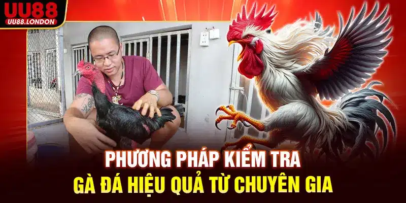 Phương pháp kiểm tra gà đá hiệu quả từ chuyên gia